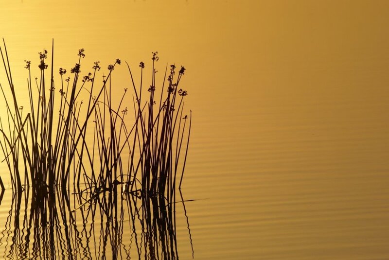 Reeds in Water — Yellow