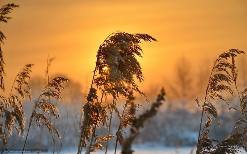 Reeds in Winter Sunset