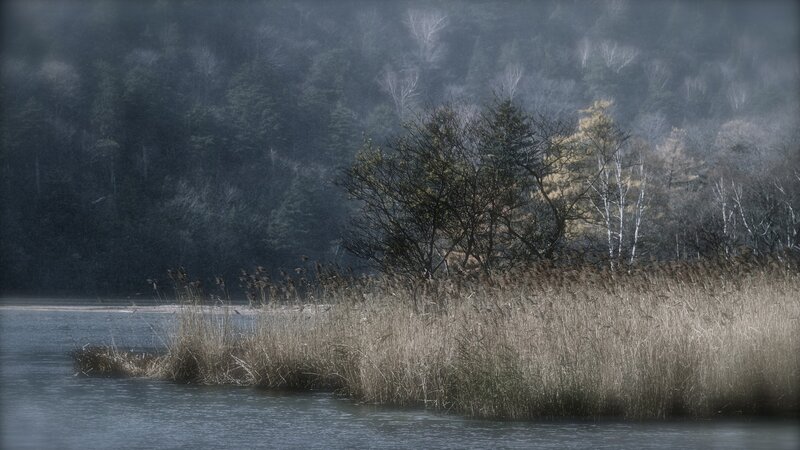Reeds on a Lake — Gray