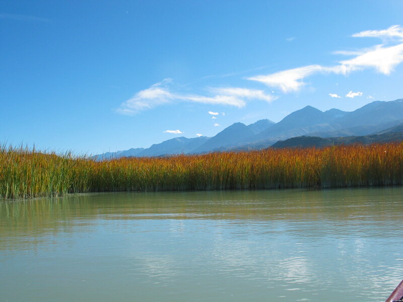 Reeds on a Lake