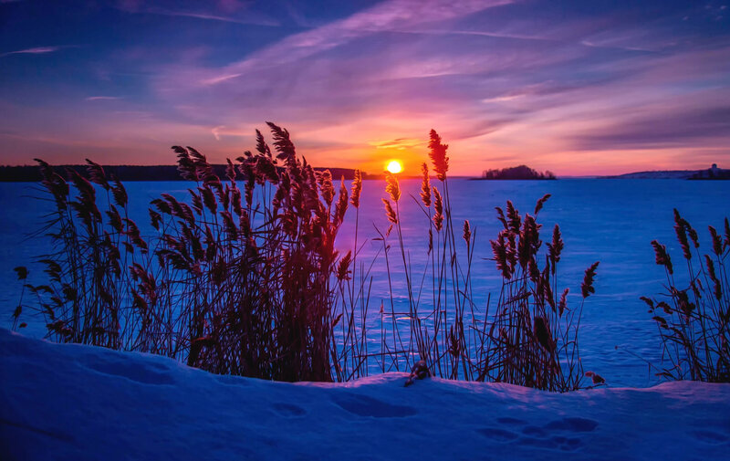 Reeds on Frozen Lake