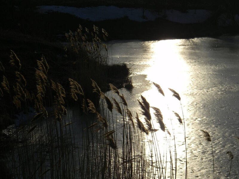 Reeds on Frozen Pond