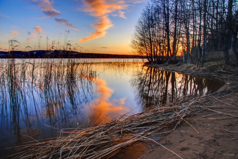 Reeds on Lake Shore — Blue
