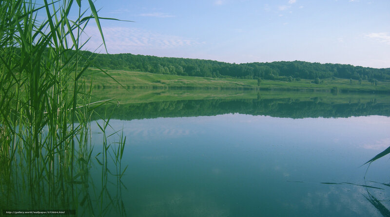 Reeds on Lake Shore — Green