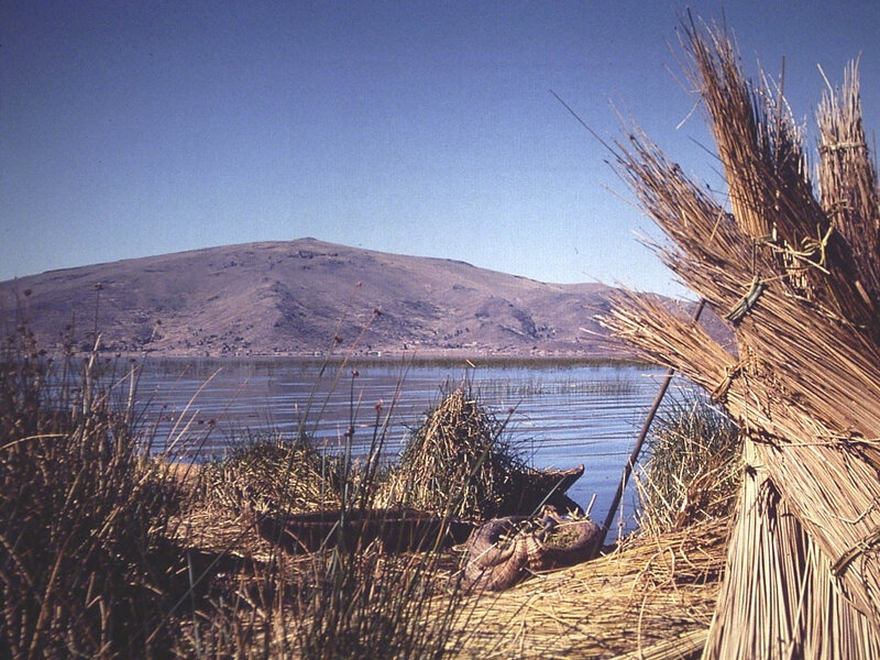 Reeds on Lake Shore