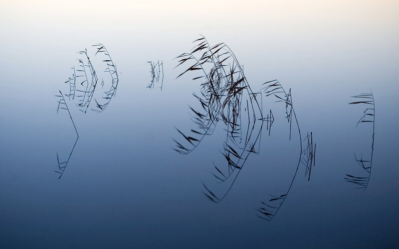 Reeds reflected in calm water