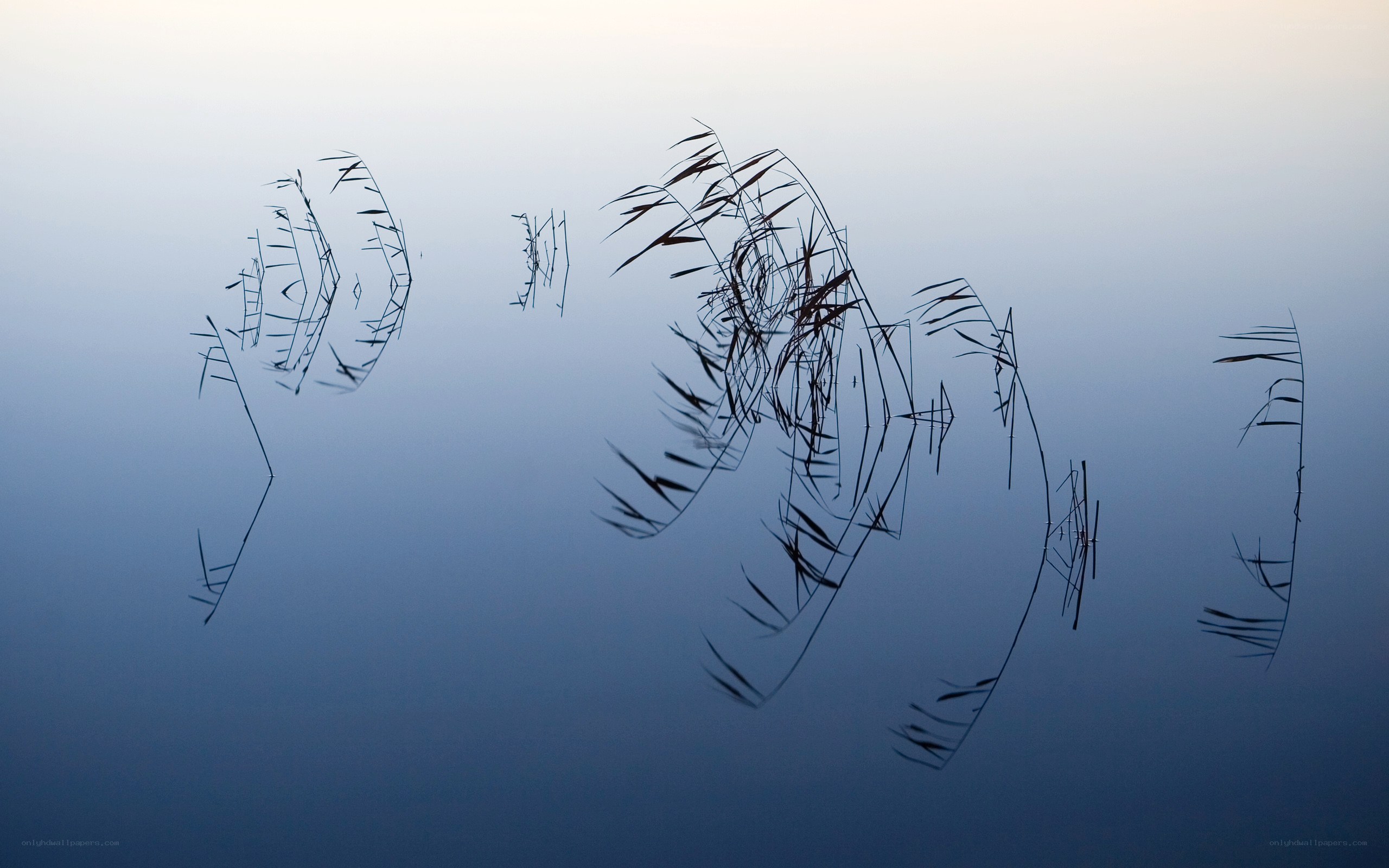 Reeds reflected in calm water