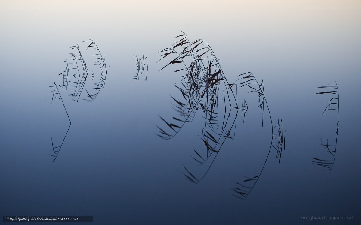 Reeds reflected in calm water