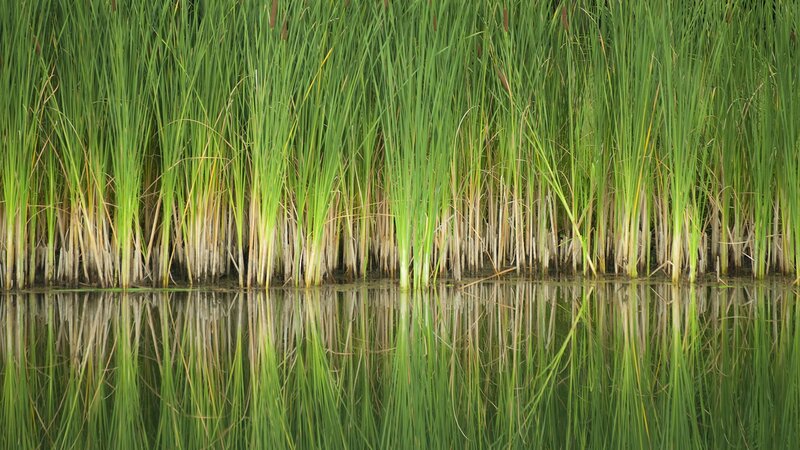 Reeds reflecting in calm water
