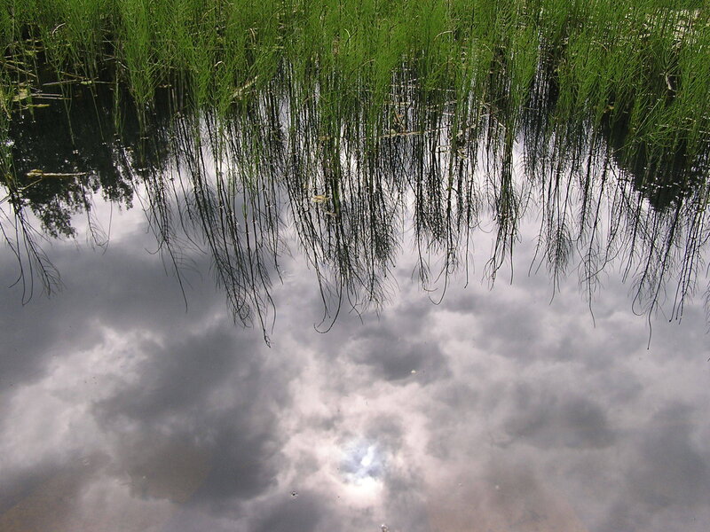 Reeds reflecting in calm water