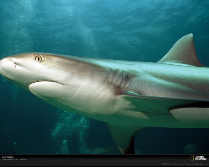 Reef tip shark underwater