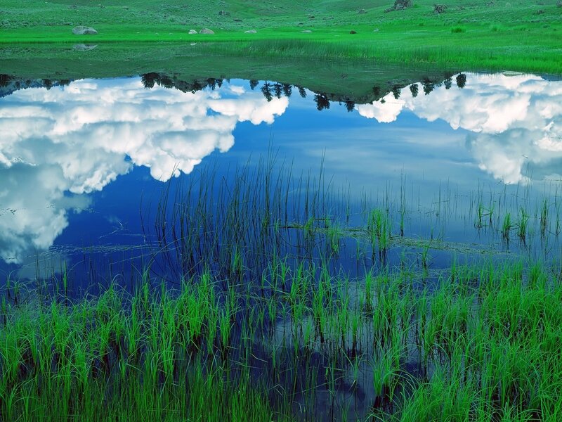 Reflection in a Pond — Green