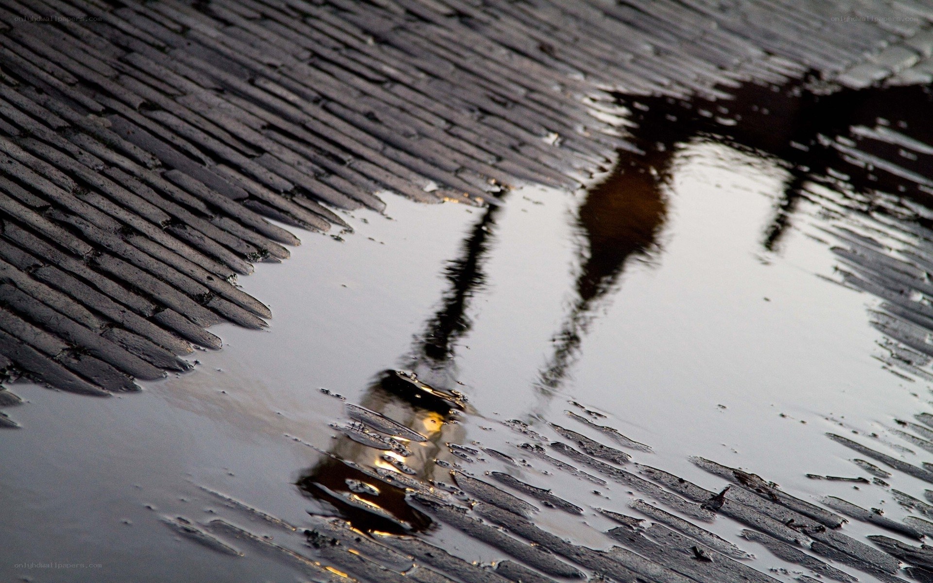 Reflection in a puddle