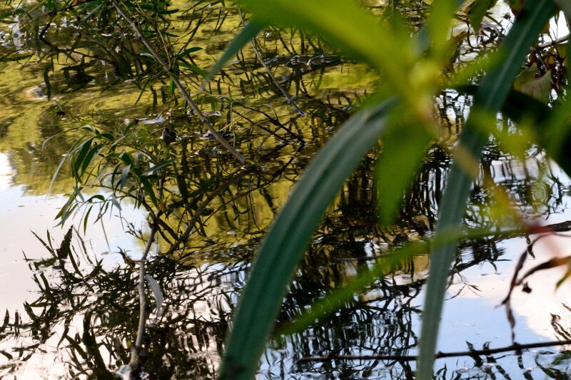 Reflection in Pond Water