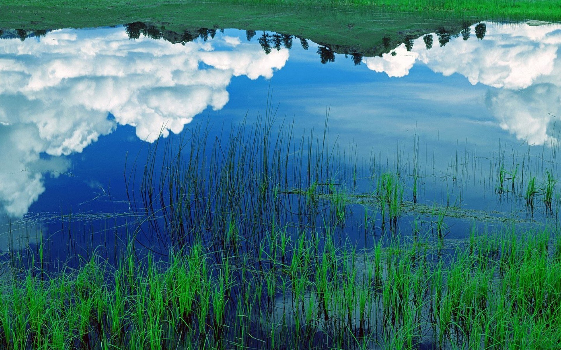 Reflection of clouds in a pond