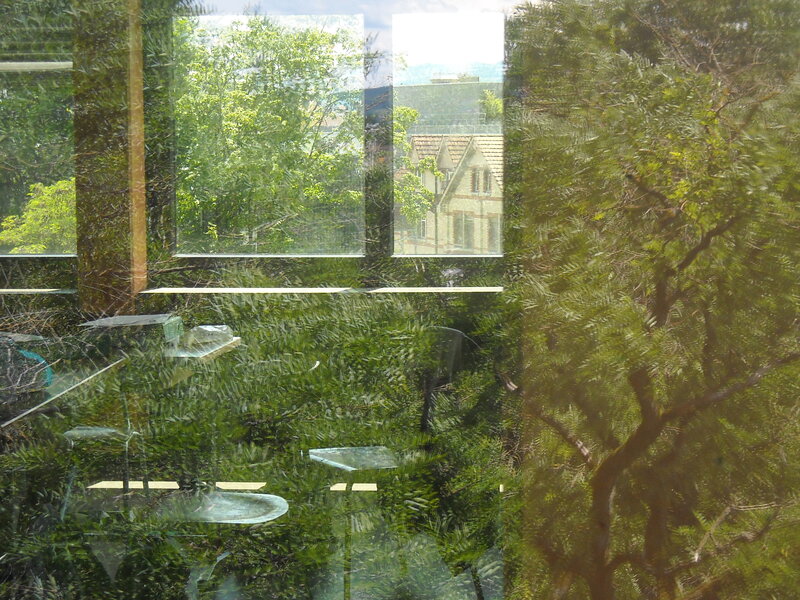 Reflection of trees in a window