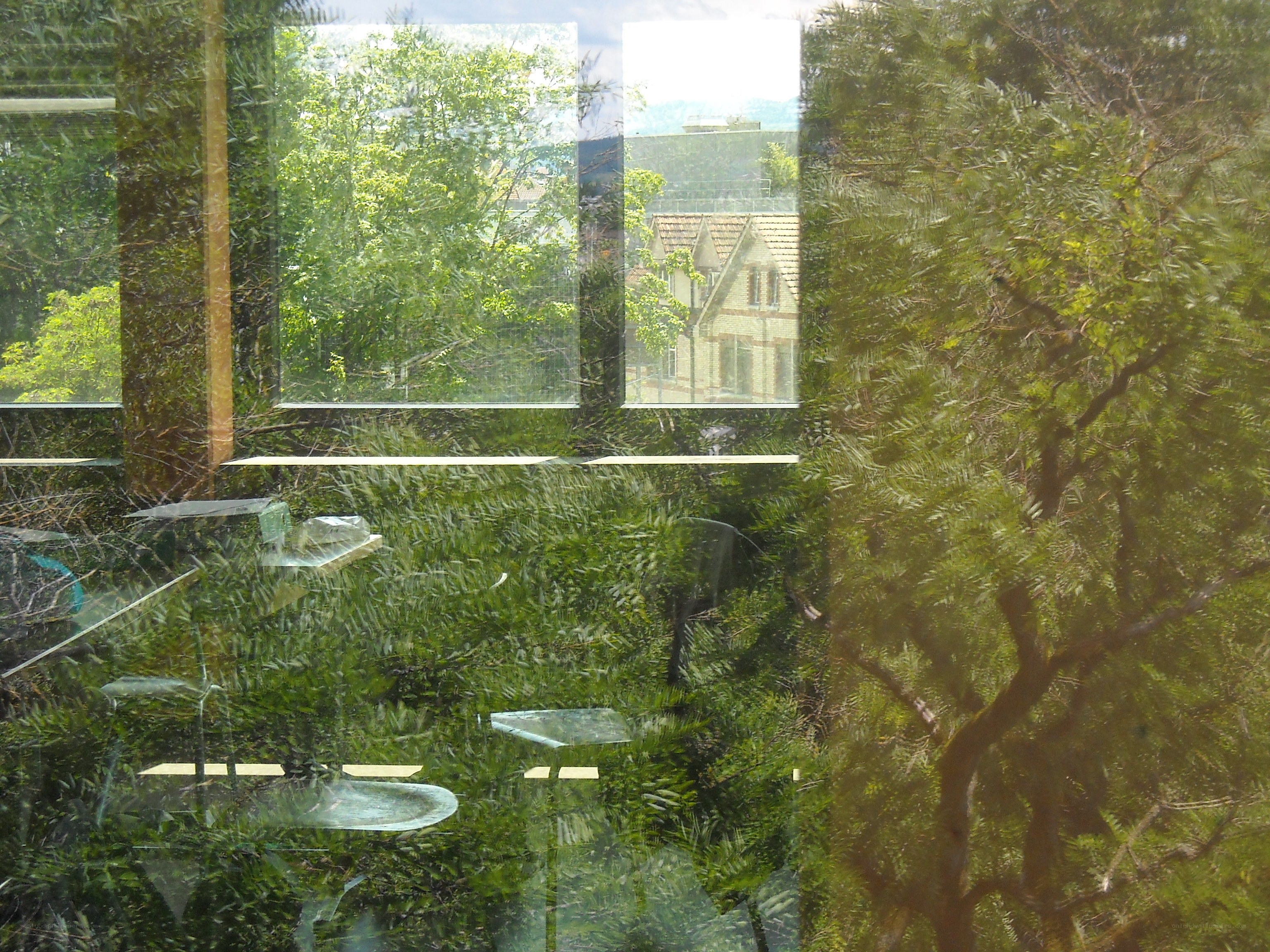 Reflection of trees in a window