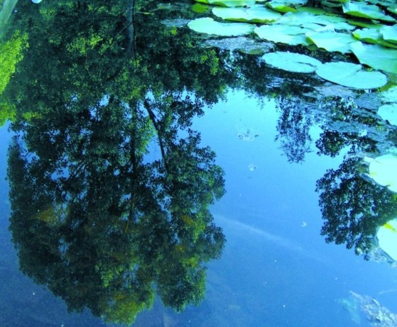 Reflection of Trees in Pond
