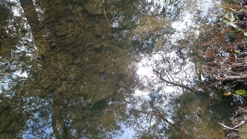 Reflection of Trees in Water — Green