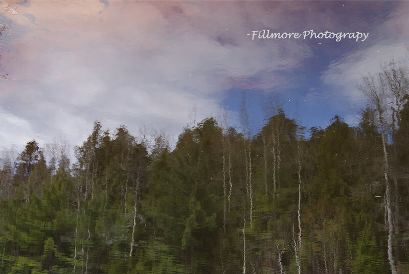 Reflection of trees in water