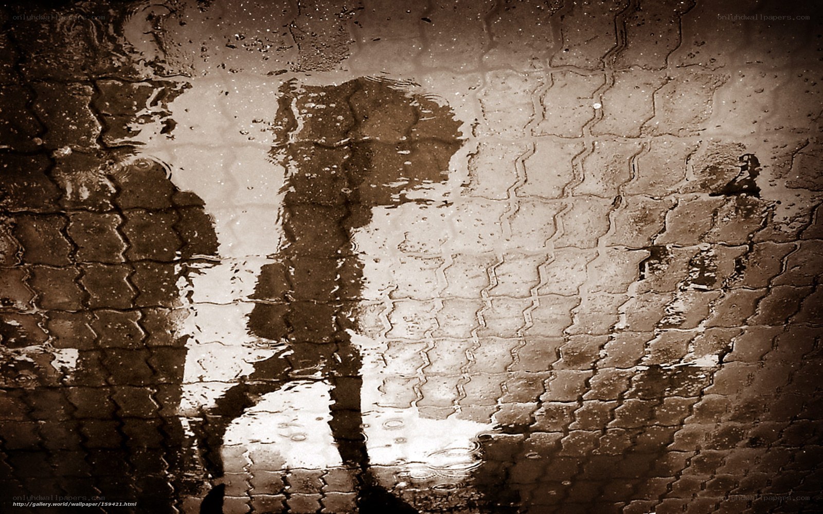 Reflections in a rain puddle
