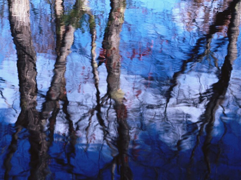 Reflections of trees in water