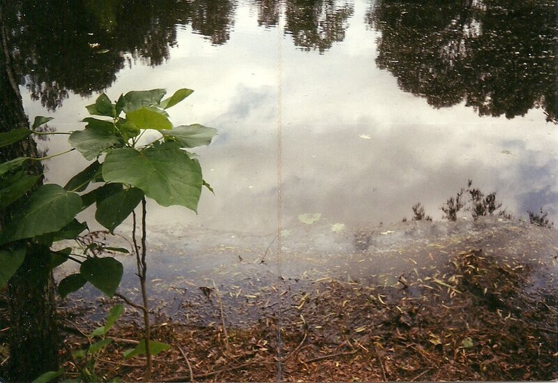 Reflections on a calm pond