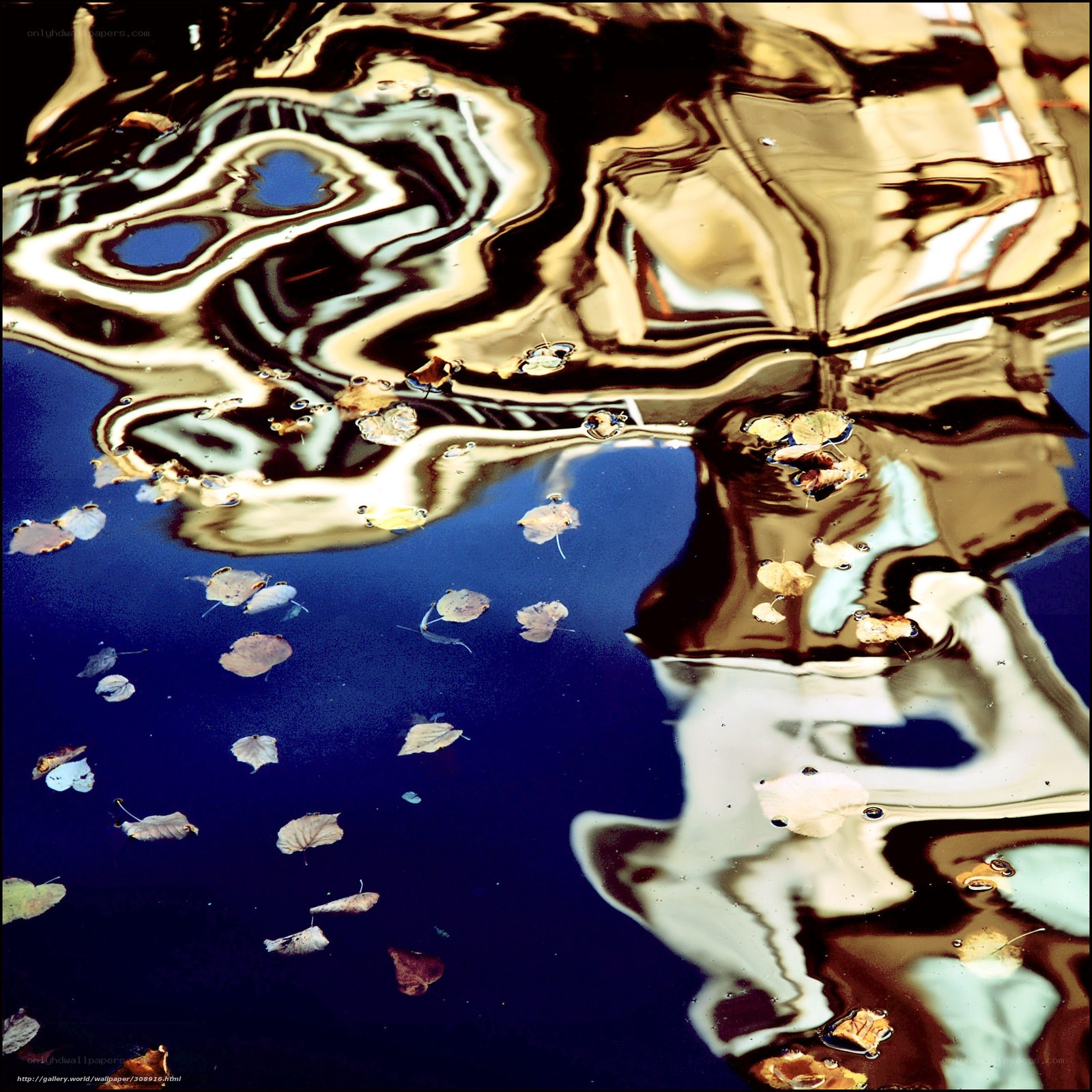 Reflections on a pond with leaves