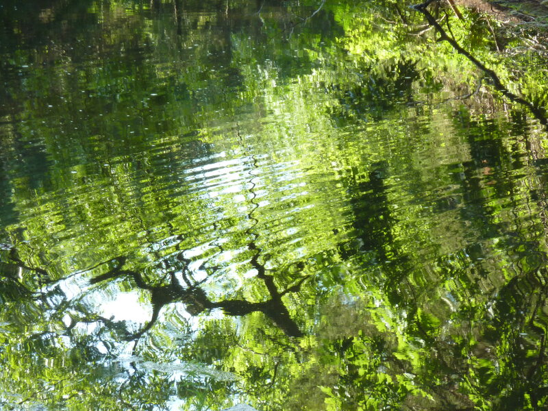 Reflections on a tranquil pond