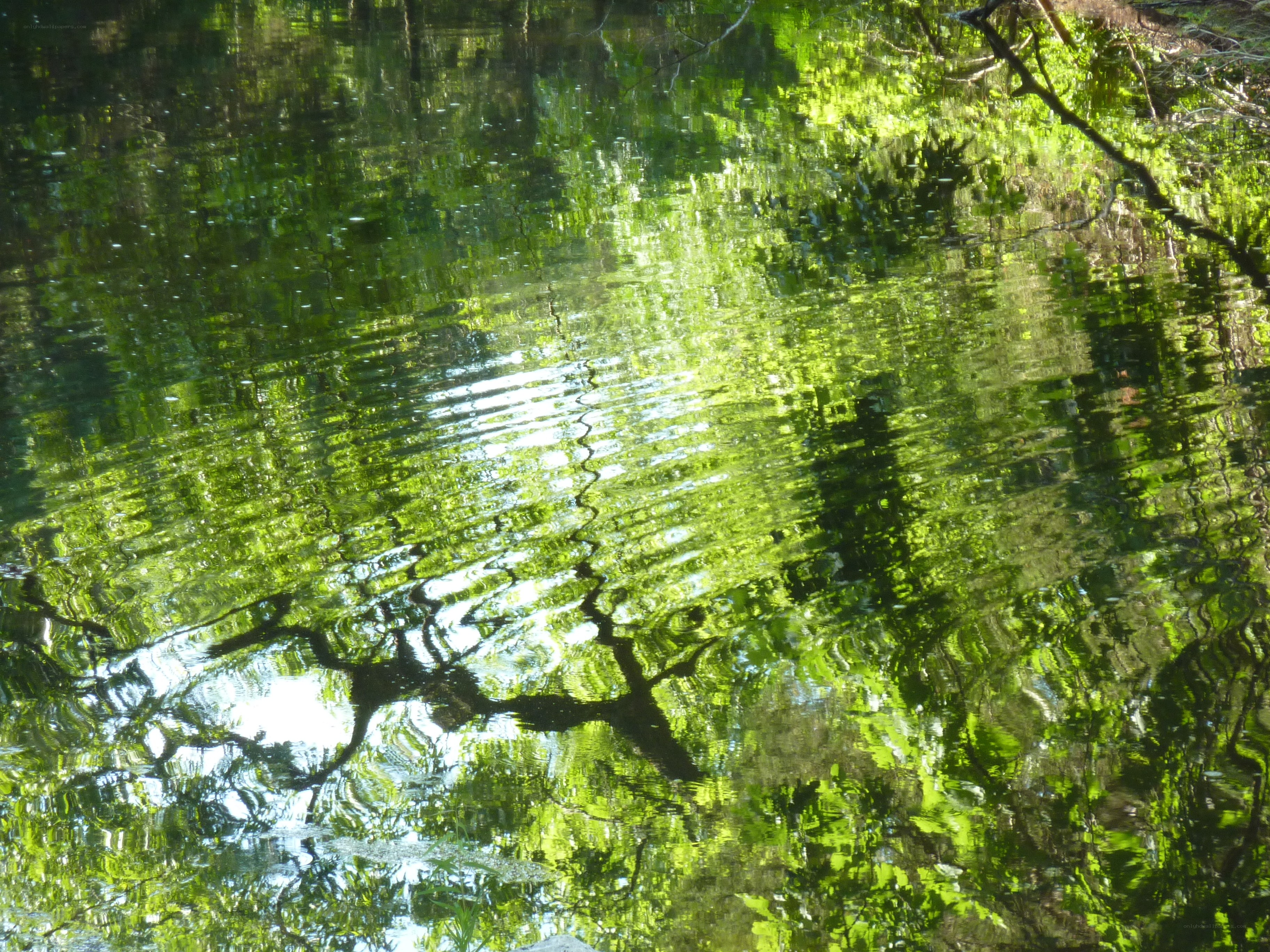 Reflections on a tranquil pond