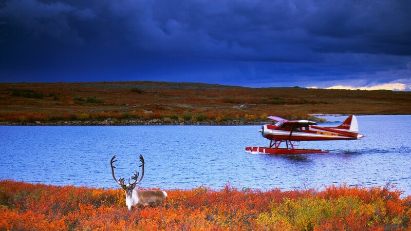 Reindeer and seaplane at lake