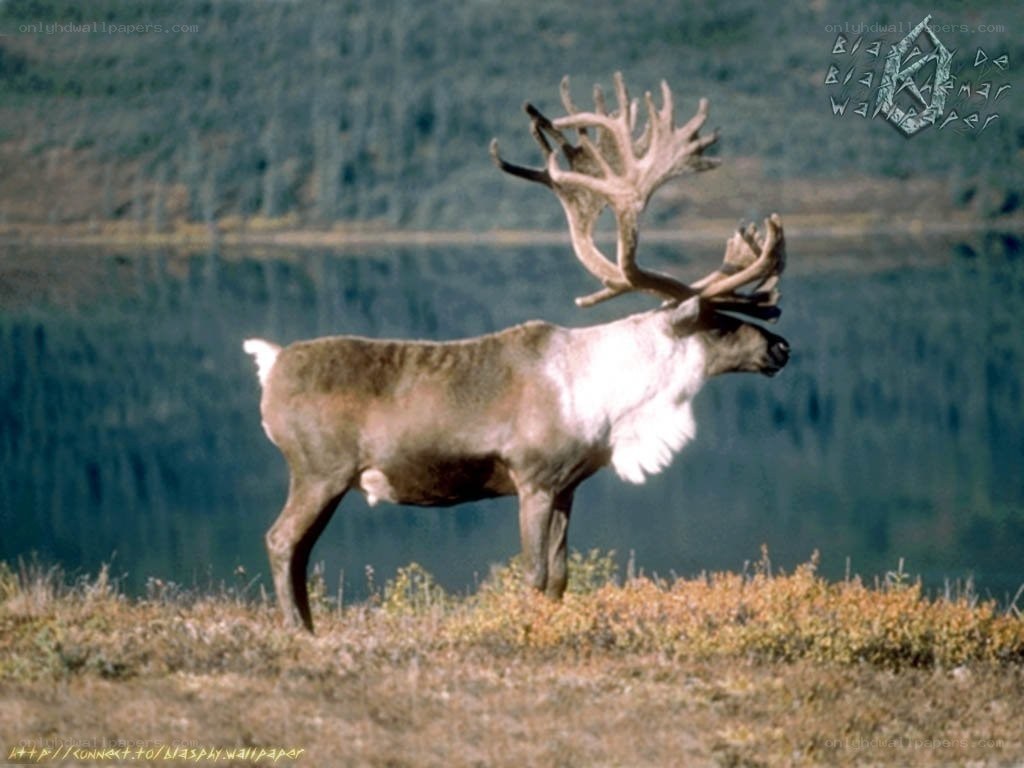 Reindeer by a lake
