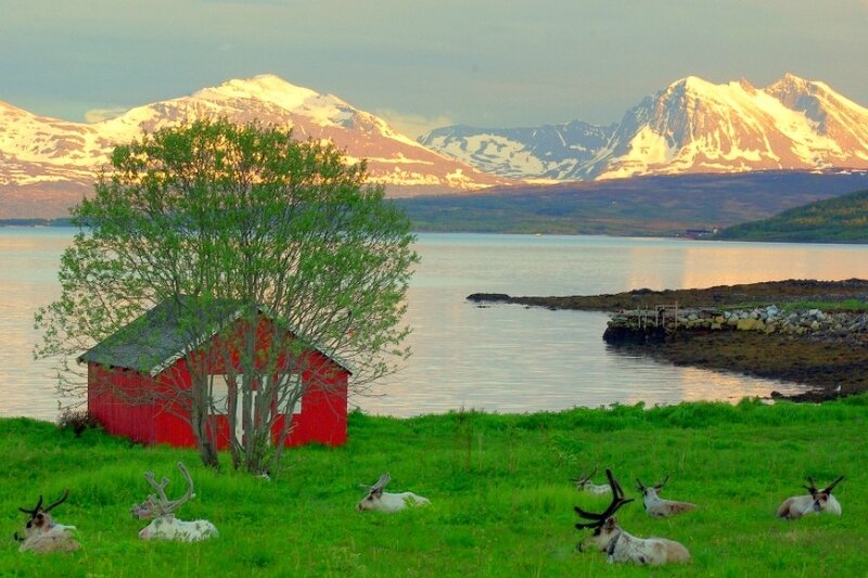 Reindeer by a red cabin