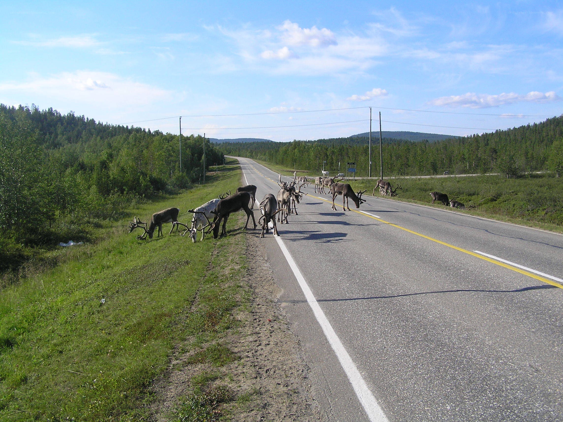 Reindeer crossing a road