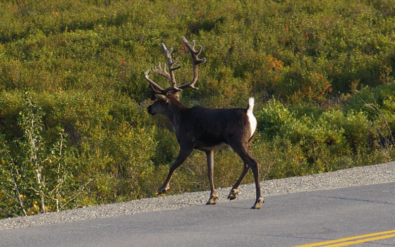 Reindeer Crossing Road