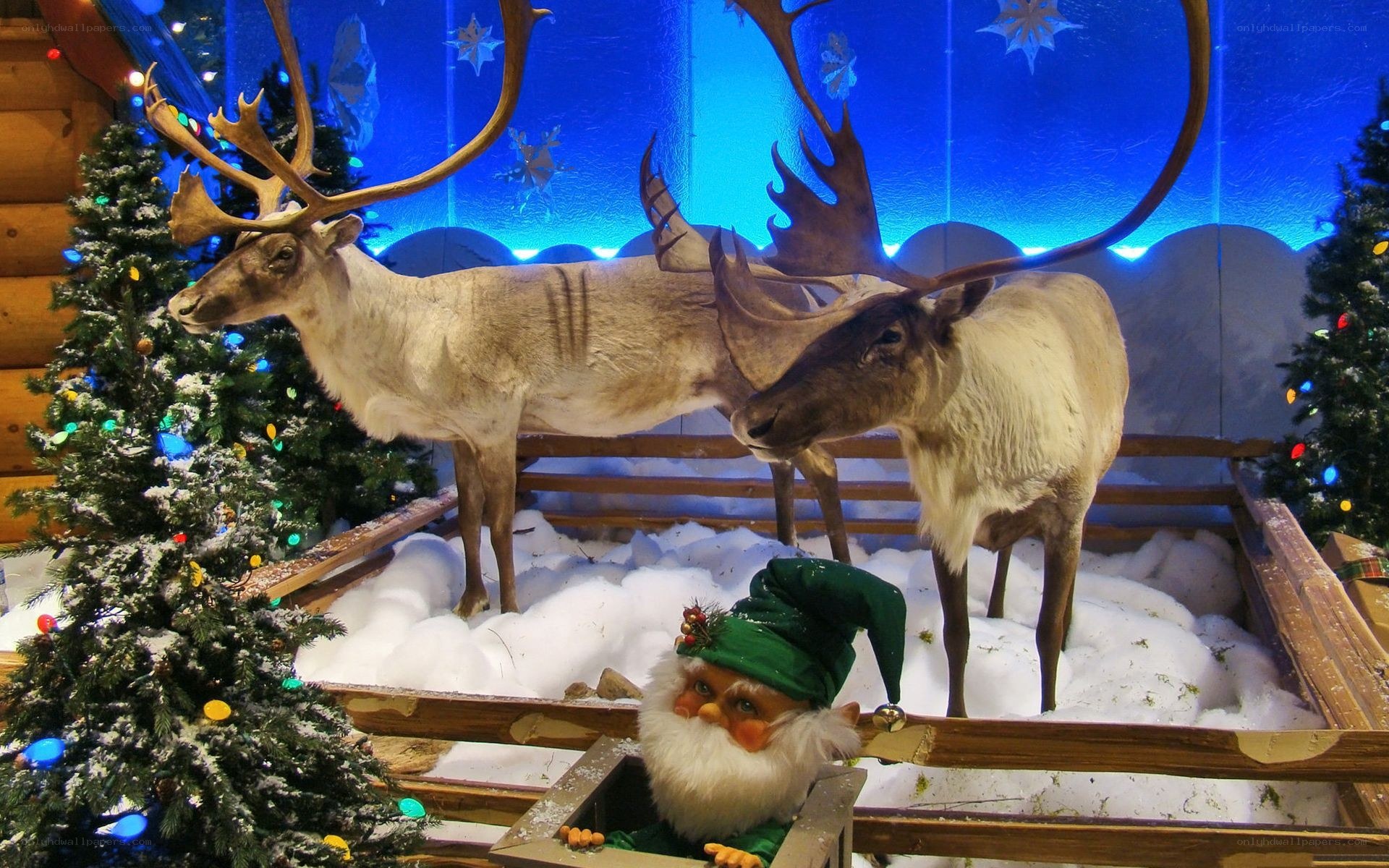 Reindeer display with gnome