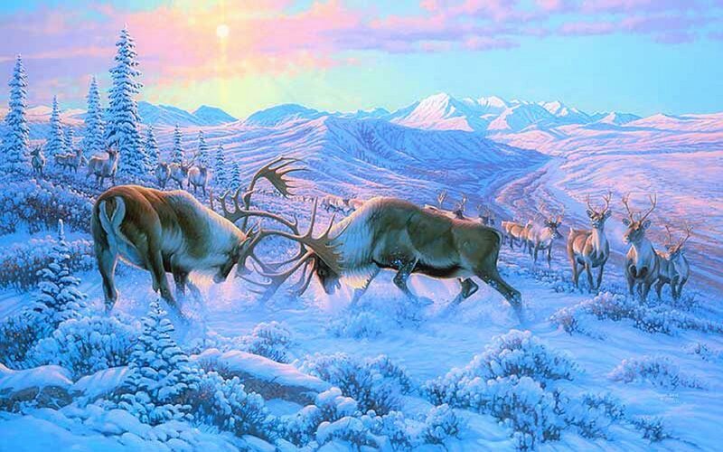 Reindeer Fighting in Snow