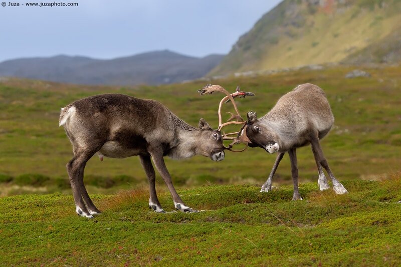 Reindeer fighting in tundra