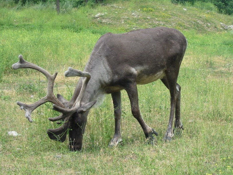 reindeer grazing in a field