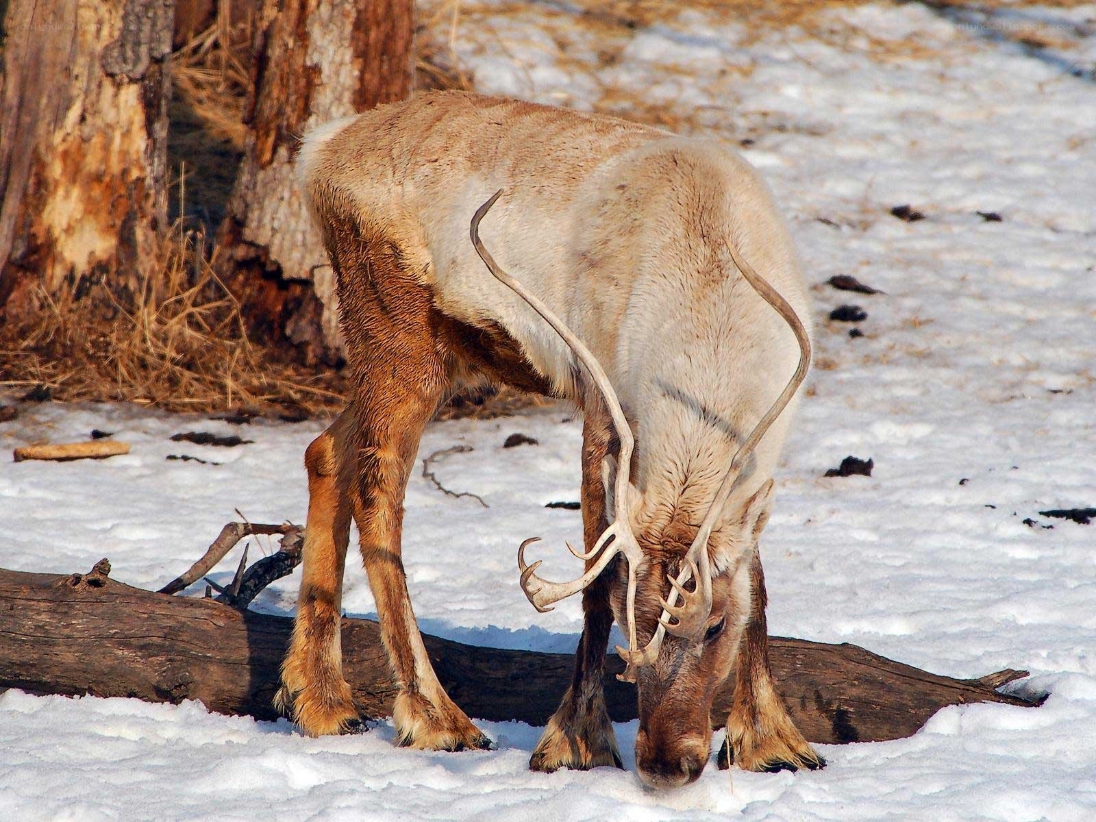 Reindeer grazing in snow