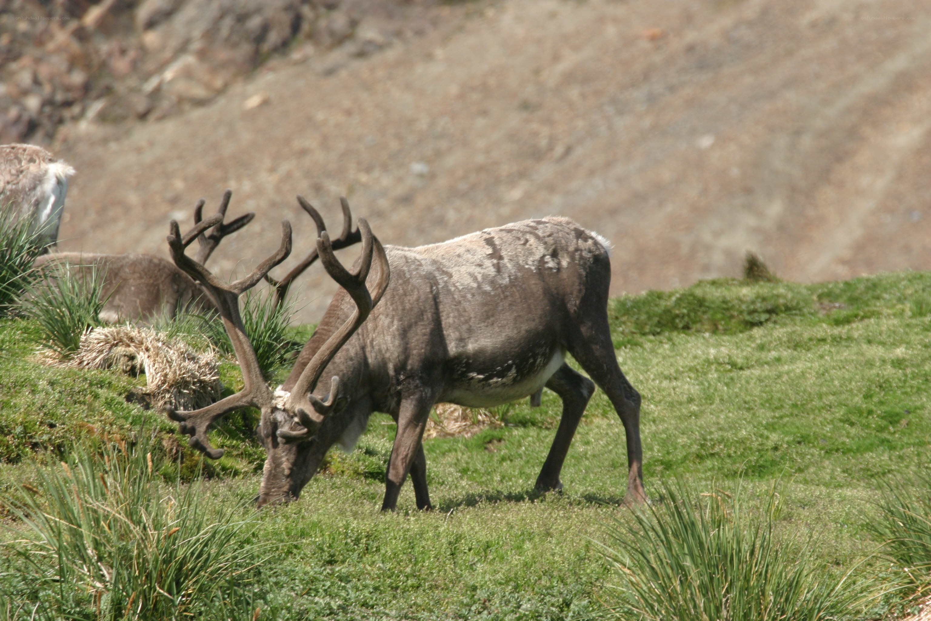 Reindeer grazing on a hillside