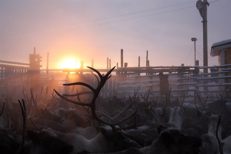 Reindeer herd at sunrise