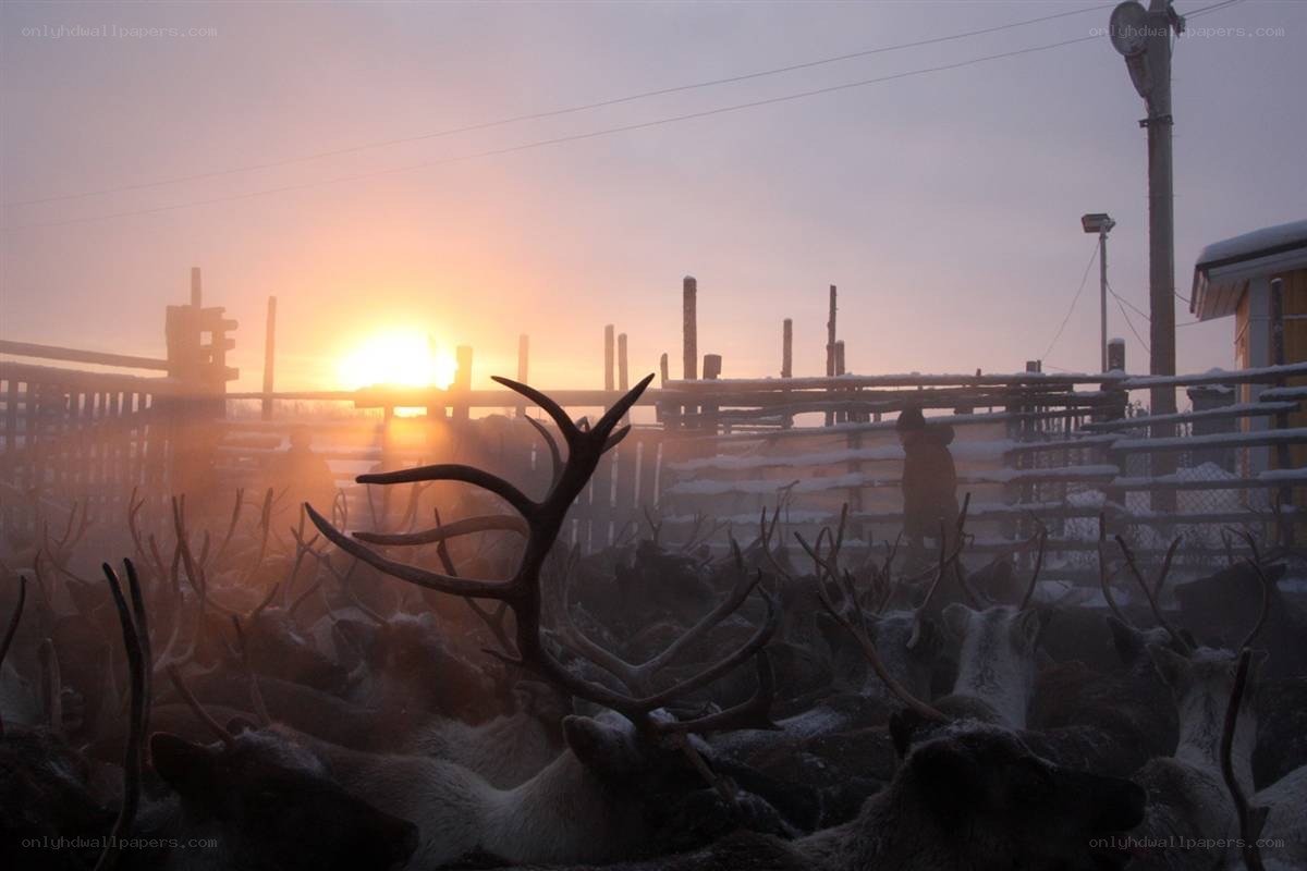 Reindeer herd at sunrise