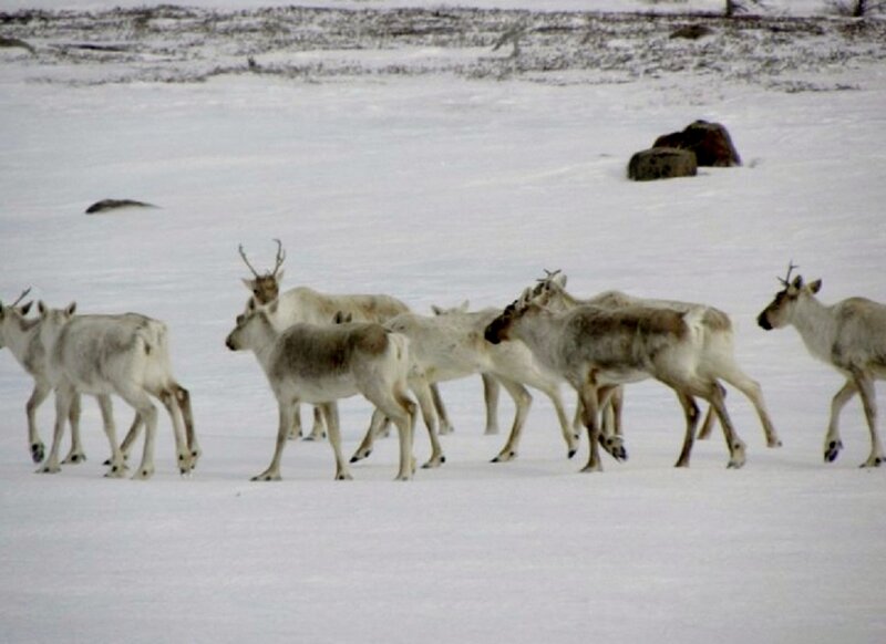 Reindeer Herd in Snow — White, Calm
