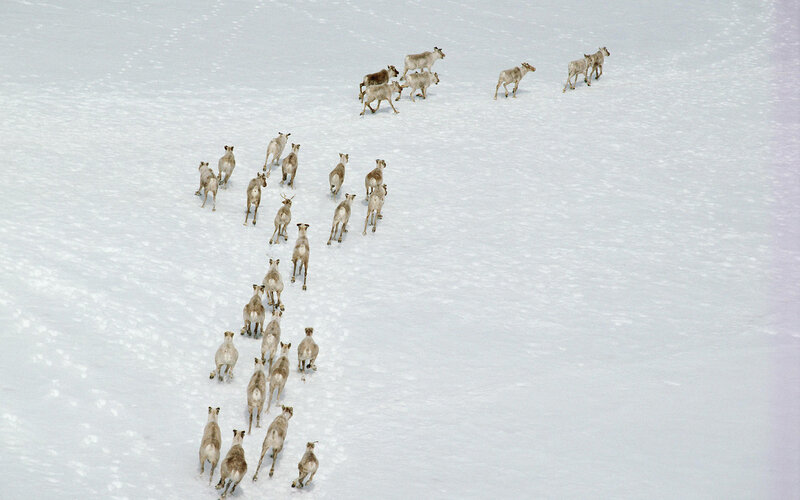 Reindeer Herd in Snow — White