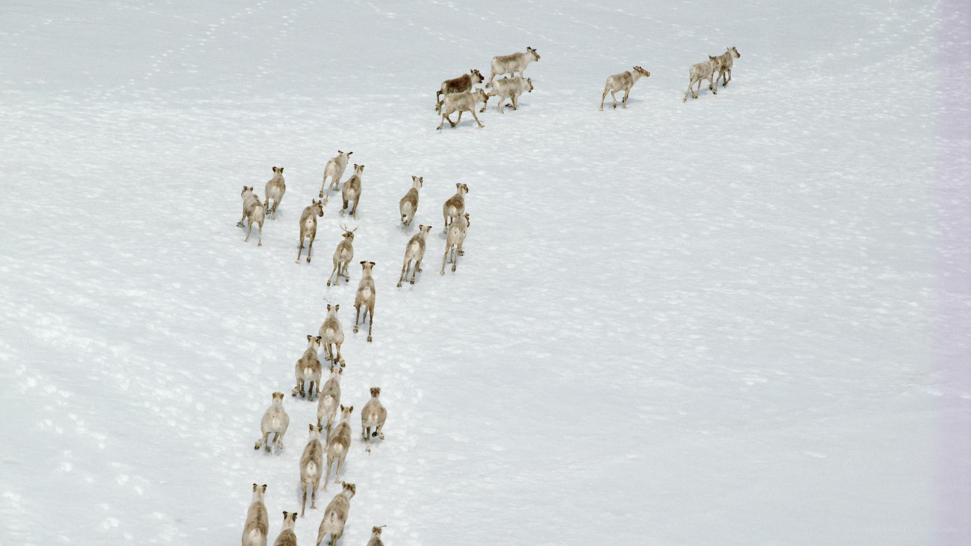 Reindeer herd in snow