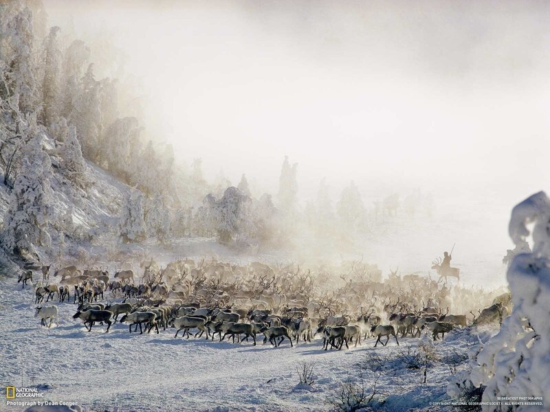 Reindeer Herd in Snowstorm