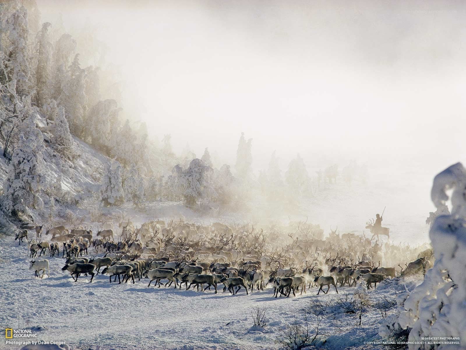 Reindeer Herd in Snowstorm