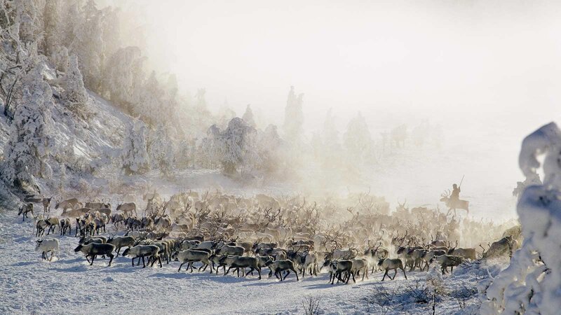Reindeer Herd Migration
