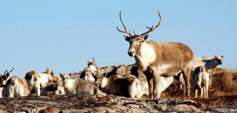 Reindeer Herd on Rocks
